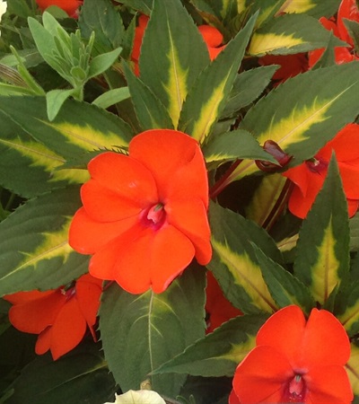 New Guinea Impatiens SunPatiens® Vigorous Tropical Orange